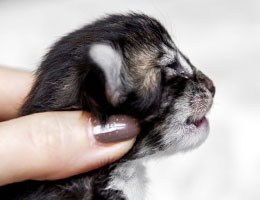 Wildfee's Norwegische Waldkatzen Wildfee's Balerion - eine Woche alt