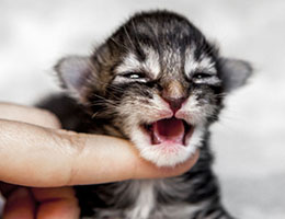 Wildfee's Norwegische Waldkatzen Wildfee's Balerion - eine Woche alt