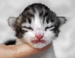 Wildfee's Norwegische Waldkatzen Wildfee's Barathea - eine Woche alt