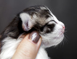 Wildfee's Norwegische Waldkatzen Wildfee's Barathea - eine Woche alt