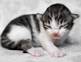 Wildfee's Norwegische Waldkatzen Wildfee's Balerion - eine Woche alt