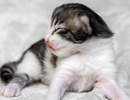 Wildfee's Norwegische Waldkatzen Wildfee's Balerion - eine Woche alt