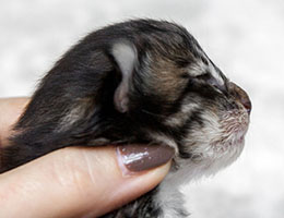 Wildfee's Norwegische Waldkatzen Wildfee's Brienne - eine Woche alt