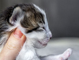 Wildfee's Norwegische Waldkatzen Wildfee's Baba-Jaga - 2 Wochen alt