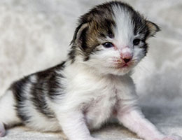 Wildfee's Norwegische Waldkatzen Wildfee's Baba-Jaga - 2 Wochen alt