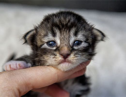 Wildfee's Norwegische Waldkatzen Wildfee's Balerion - 2 Wochen alt