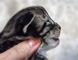 Wildfee's Norwegische Waldkatzen Wildfee's Balerion - 2 Wochen alt