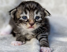 Wildfee's Norwegische Waldkatzen Wildfee's Balerion - 2 Wochen alt