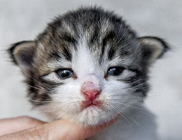 Wildfee's Norwegische Waldkatzen Wildfee's Barathea - 2 Wochen alt