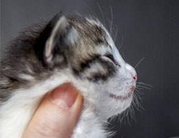 Wildfee's Norwegische Waldkatzen Wildfee's Barathea - 2 Wochen alt