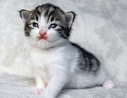 Wildfee's Norwegische Waldkatzen Wildfee's Balerion - 2 Wochen alt