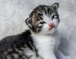 Wildfee's Norwegische Waldkatzen Wildfee's Balerion - 2 Wochen alt