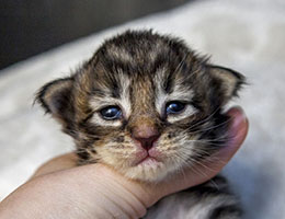 Wildfee's Norwegische Waldkatzen Wildfee's Brienne - 2 Wochen alt