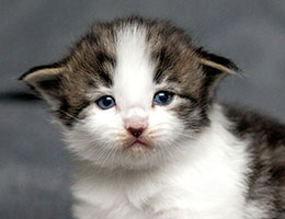 Wildfee's Norwegische Waldkatzen Wildfee's Baba-Jaga - 3 Wochen alt