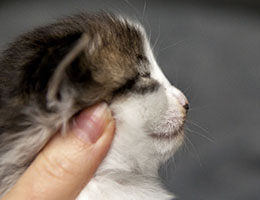 Wildfee's Norwegische Waldkatzen Wildfee's Baba-Jaga - 3 Wochen alt