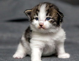 Wildfee's Norwegische Waldkatzen Wildfee's Baba-Jaga - 3 Wochen alt