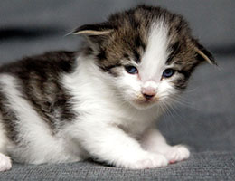 Wildfee's Norwegische Waldkatzen Wildfee's Baba-Jaga - 3 Wochen alt