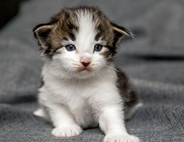 Wildfee's Norwegische Waldkatzen Wildfee's Baba-Jaga - 3 Wochen alt