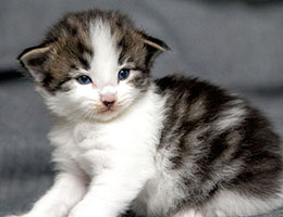 Wildfee's Norwegische Waldkatzen Wildfee's Baba-Jaga - 3 Wochen alt