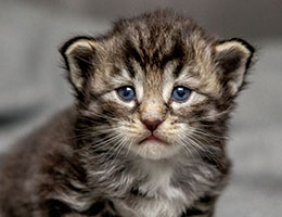 Wildfee's Norwegische Waldkatzen Wildfee's Balerion - 3 Wochen alt