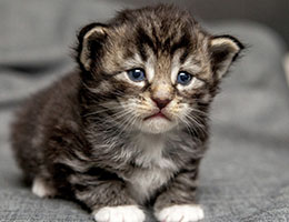 Wildfee's Norwegische Waldkatzen Wildfee's Balerion - 3 Wochen alt