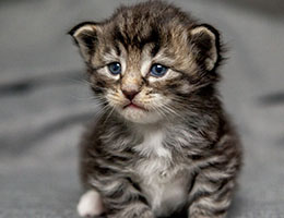 Wildfee's Norwegische Waldkatzen Wildfee's Balerion - 3 Wochen alt