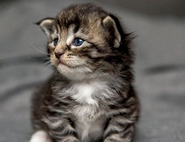 Wildfee's Norwegische Waldkatzen Wildfee's Balerion - 3 Wochen alt