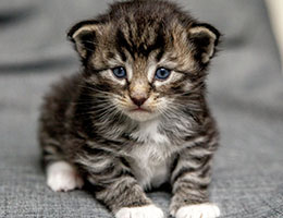 Wildfee's Norwegische Waldkatzen Wildfee's Balerion - 3 Wochen alt