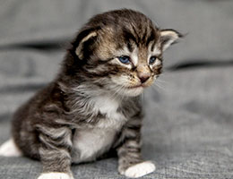 Wildfee's Norwegische Waldkatzen Wildfee's Balerion - 3 Wochen alt