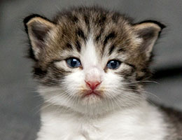 Wildfee's Norwegische Waldkatzen Wildfee's Barathea - 3 Wochen alt