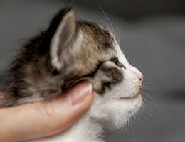 Wildfee's Norwegische Waldkatzen Wildfee's Barathea - 3 Wochen alt