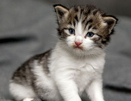 Wildfee's Norwegische Waldkatzen Wildfee's Barathea - 3 Wochen alt