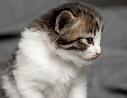 Wildfee's Norwegische Waldkatzen Wildfee's Barathea - 3 Wochen alt