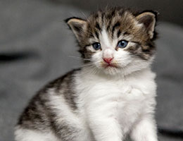 Wildfee's Norwegische Waldkatzen Wildfee's Barathea - 3 Wochen alt