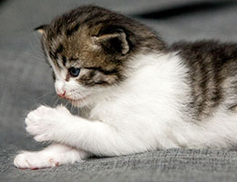 Wildfee's Norwegische Waldkatzen Wildfee's Barathea - 3 Wochen alt