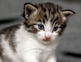 Wildfee's Norwegische Waldkatzen Wildfee's Barathea - 3 Wochen alt