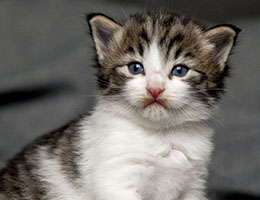 Wildfee's Norwegische Waldkatzen Wildfee's Barathea - 3 Wochen alt