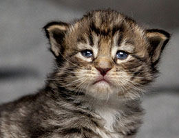 Wildfee's Norwegische Waldkatzen Wildfee's Brienne - 3 Wochen alt