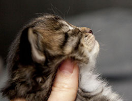 Wildfee's Norwegische Waldkatzen Wildfee's Brienne - 3 Wochen alt