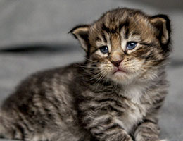 Wildfee's Norwegische Waldkatzen Wildfee's Brienne - 3 Wochen alt