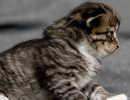 Wildfee's Norwegische Waldkatzen Wildfee's Brienne - 3 Wochen alt