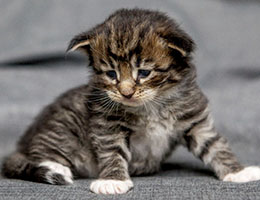 Wildfee's Norwegische Waldkatzen Wildfee's Brienne - 3 Wochen alt