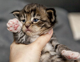 Wildfee's Norwegische Waldkatzen Wildfee's Brienne - 3 Wochen alt