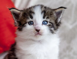 Wildfee's Norwegische Waldkatzen Wildfee's Baba-Jaga - 4 Wochen alt