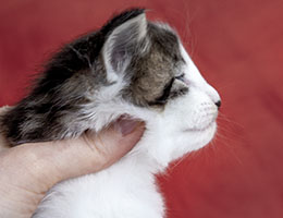 Wildfee's Norwegische Waldkatzen Wildfee's Baba-Jaga - 4 Wochen alt