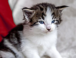 Wildfee's Norwegische Waldkatzen Wildfee's Baba-Jaga - 4 Wochen alt