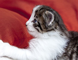 Wildfee's Norwegische Waldkatzen Wildfee's Baba-Jaga - 4 Wochen alt