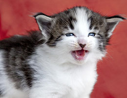 Wildfee's Norwegische Waldkatzen Wildfee's Baba-Jaga - 4 Wochen alt