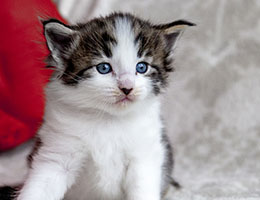 Wildfee's Norwegische Waldkatzen Wildfee's Baba-Jaga - 4 Wochen alt