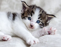 Wildfee's Norwegische Waldkatzen Wildfee's Baba-Jaga - 4 Wochen alt